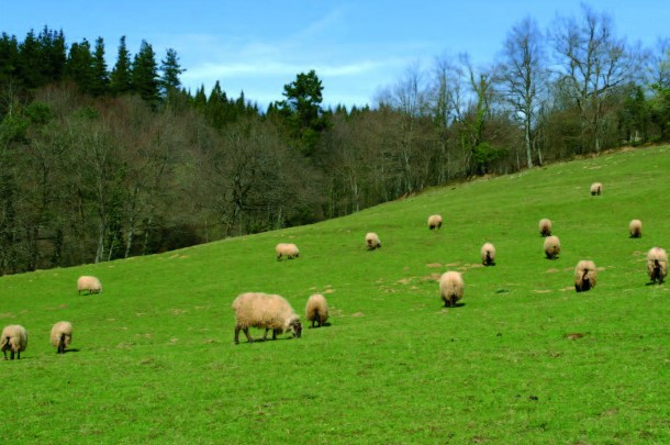 Abelgorri okela, arkumea