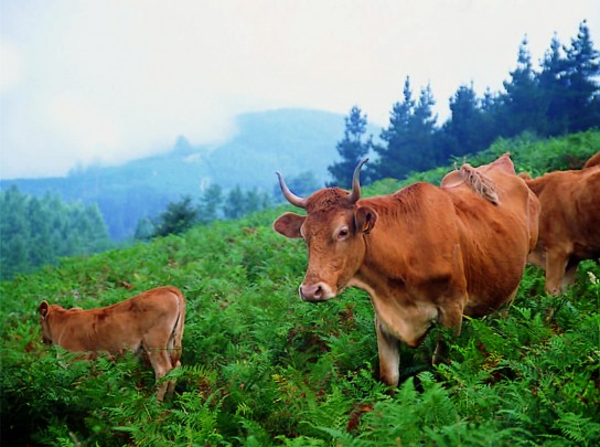 Carne vacuno, cordero lechal